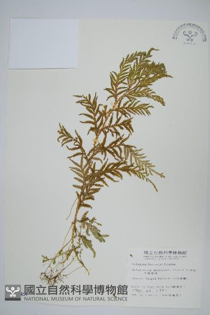 全緣卷柏藏品圖，第1張