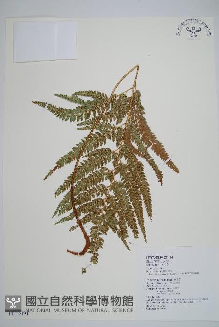 細葉複葉耳蕨藏品圖，第1張