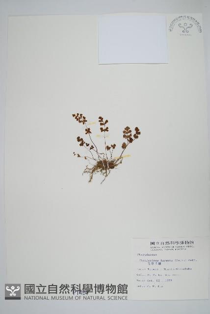 毛碎米蕨藏品圖，第1張