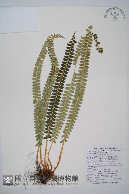 芽胞耳蕨、芽孢耳蕨藏品圖，第1張
