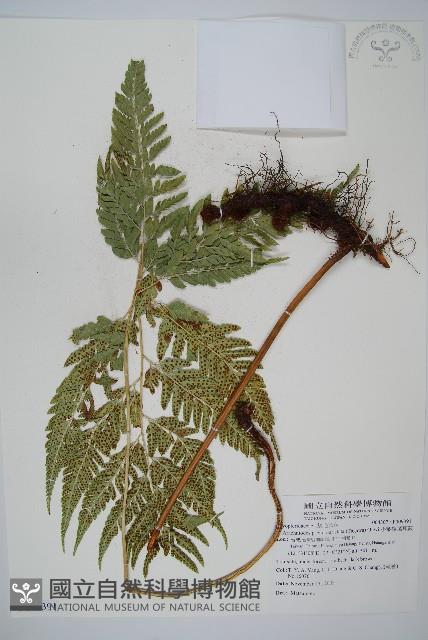 小葉複葉耳蕨藏品圖，第1張