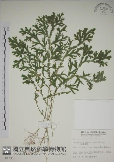 生根卷柏藏品圖，第1張