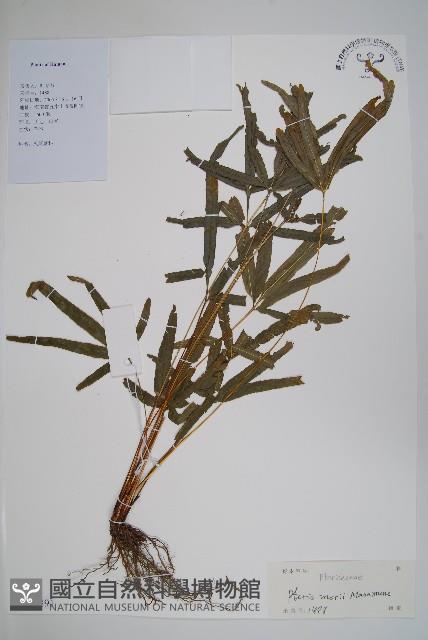 登錄號:P012891藏品圖，第1張