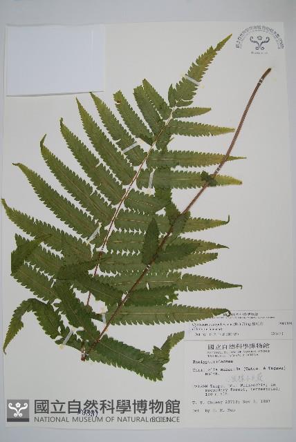 Accession Number:P000891 Collection Image, Figure 1, Total 2 Figures