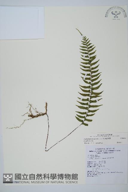 單邊鐵角蕨藏品圖，第1張