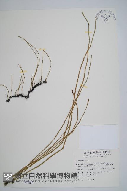 臺灣木賊藏品圖，第1張