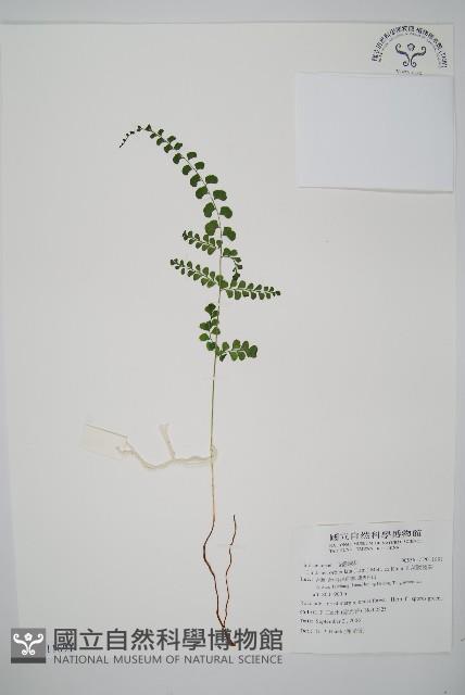 圓葉陵齒蕨藏品圖，第1張