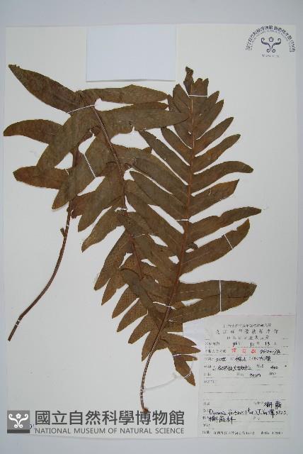 槲蕨藏品圖，第1張