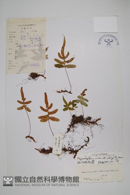 鈍羽假瘤蕨藏品圖，第1張