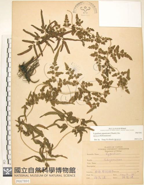 海金沙藏品圖，第1張