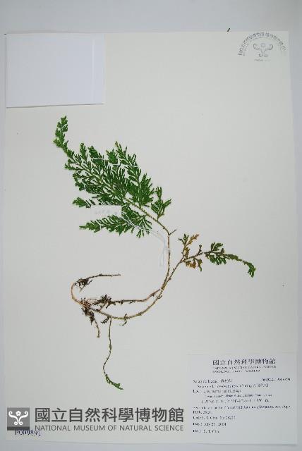 密葉卷柏藏品圖，第1張