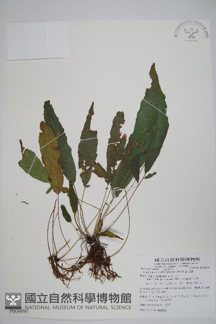 新月蕨藏品圖，第1張