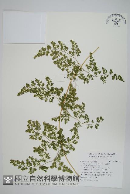 海金沙藏品圖，第1張