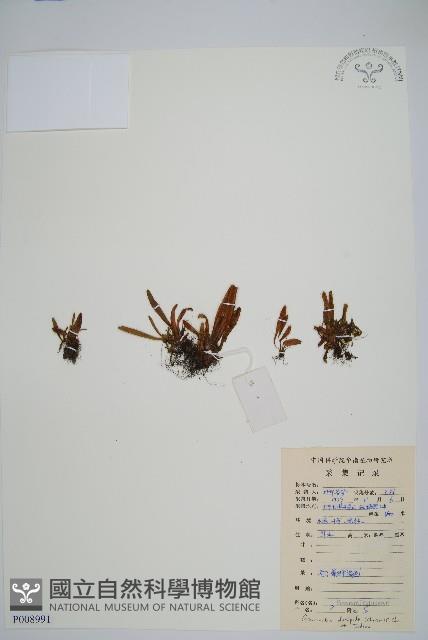 短柄禾葉蕨藏品圖，第1張