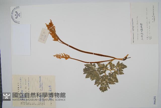 大陰地蕨、大羽陰地蕨藏品圖，第1張