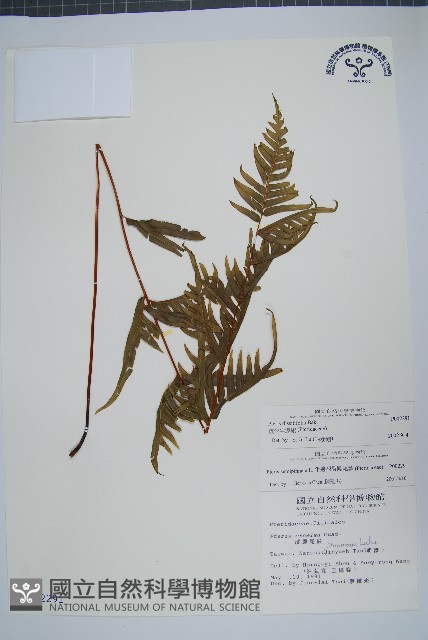 疏羽半邊旗藏品圖，第1張