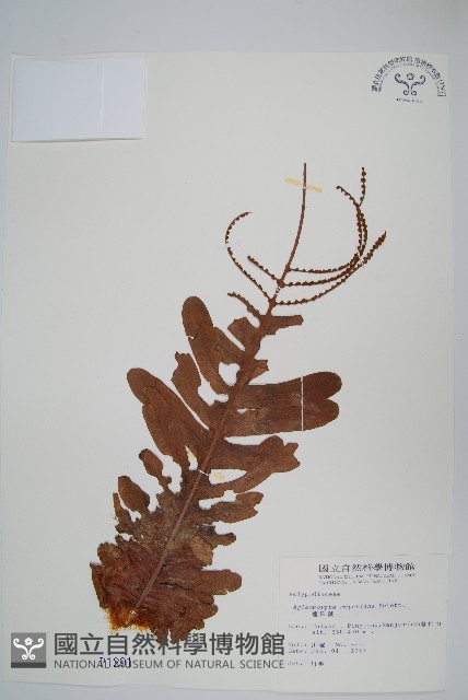 連珠蕨藏品圖，第1張