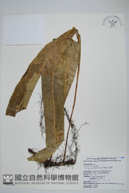 大星蕨藏品圖，第1張