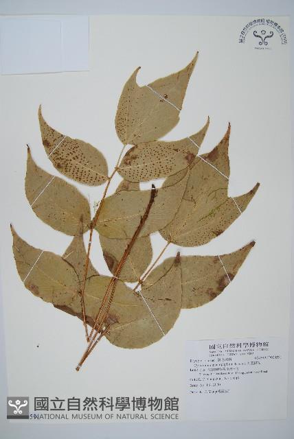 大葉貫眾蕨藏品圖，第1張