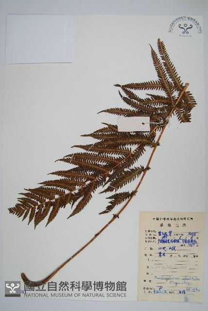 普通假毛蕨藏品圖，第1張