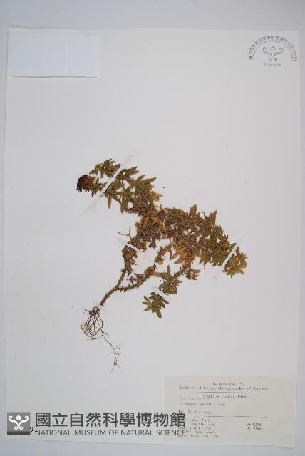 千層塔藏品圖，第1張