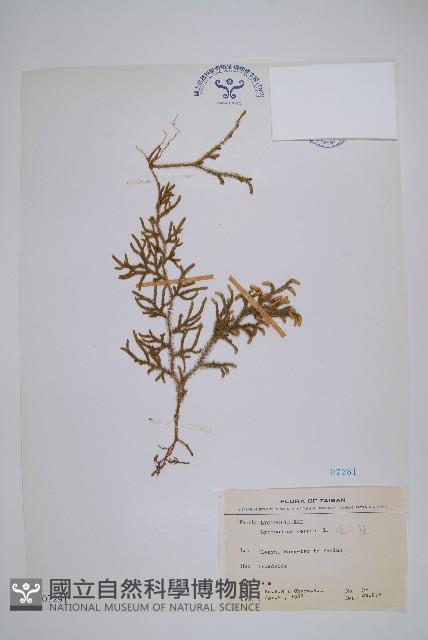Staghorn clubmoss Collection Image, Figure 1, Total 2 Figures