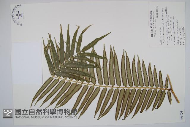 蘭嶼觀音座蓮藏品圖，第1張