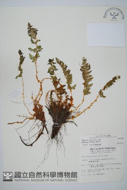腺鱗毛蕨藏品圖，第1張