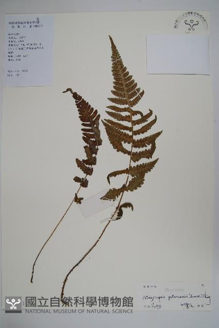 毛軸假蹄蓋蕨藏品圖，第1張