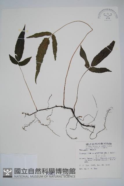 新月蕨藏品圖，第1張