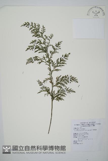 大葉瓶蕨藏品圖，第1張