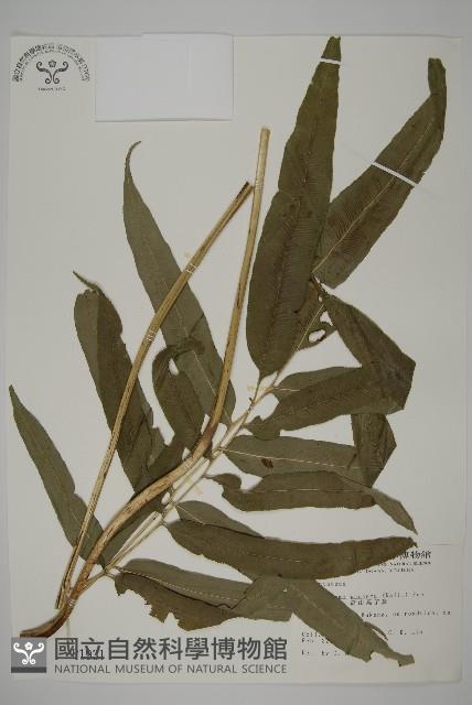 華鳳丫蕨藏品圖，第1張