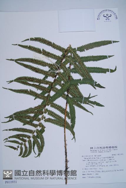 桫欏鱗毛蕨藏品圖，第1張