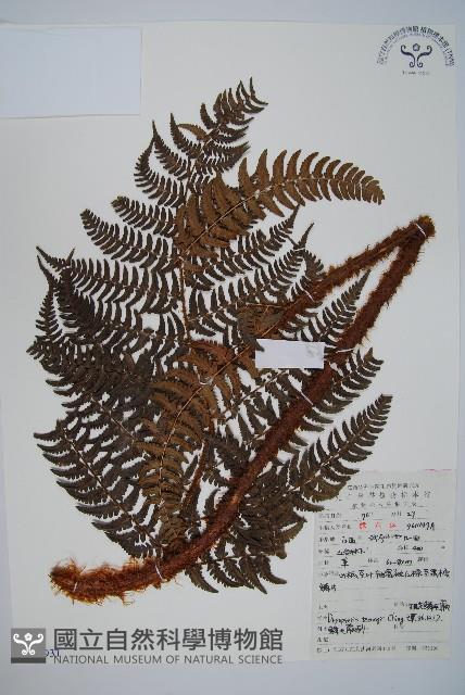 觀光鱗毛蕨藏品圖，第1張