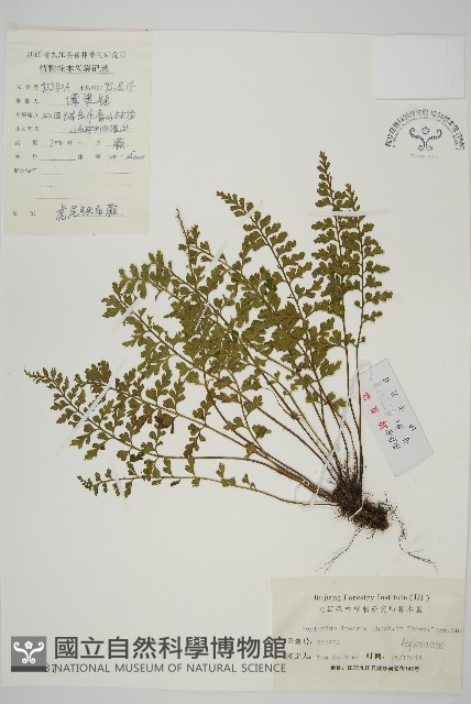 縮羽鐵角蕨藏品圖，第1張