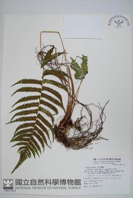 野小毛蕨藏品圖，第1張