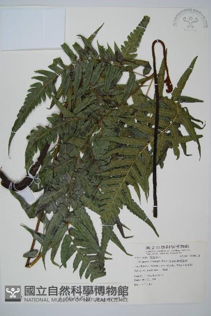 毛柄短腸蕨藏品圖，第1張