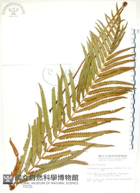 Accession Number:P002131 Collection Image