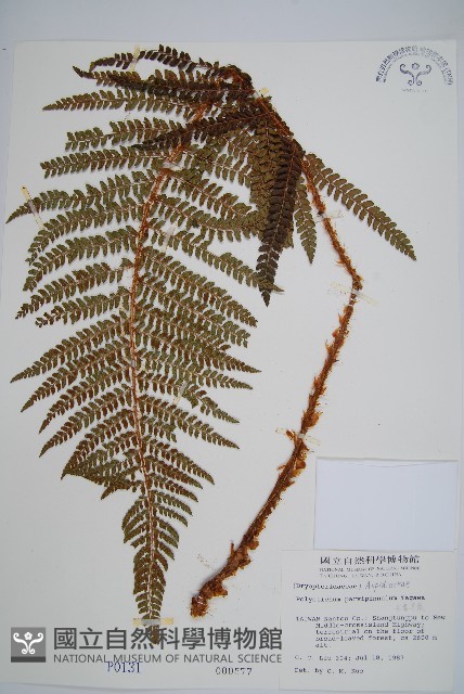 尖葉耳蕨藏品圖，第1張