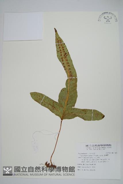 金雞腳藏品圖，第1張