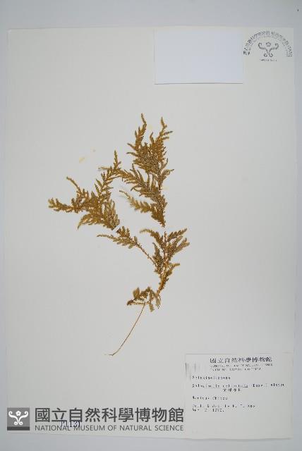 全緣卷柏藏品圖，第1張