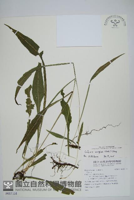 萊氏線蕨藏品圖，第1張