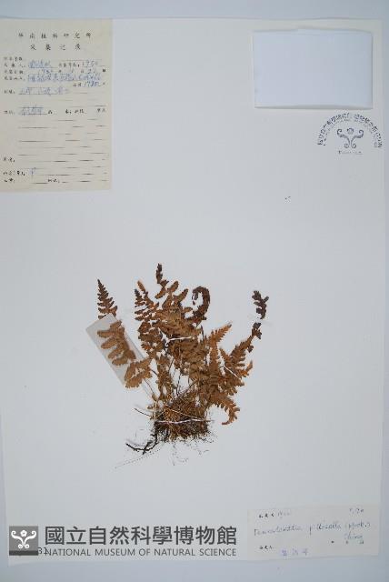 細毛碗蕨藏品圖，第1張