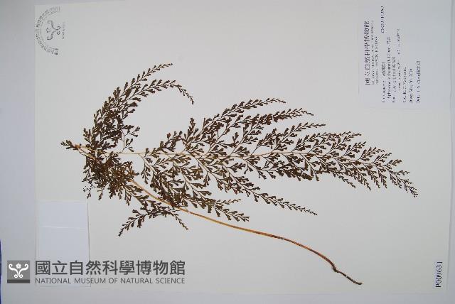 烏蕨藏品圖，第1張