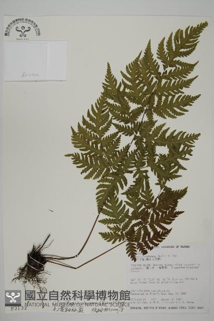 毛葉軸脈蕨藏品圖，第1張