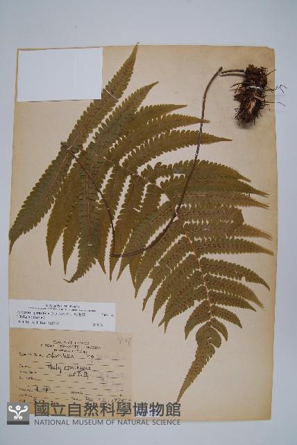 密毛毛蕨藏品圖，第1張