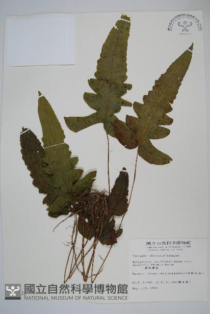 威氏聖蕨藏品圖，第1張