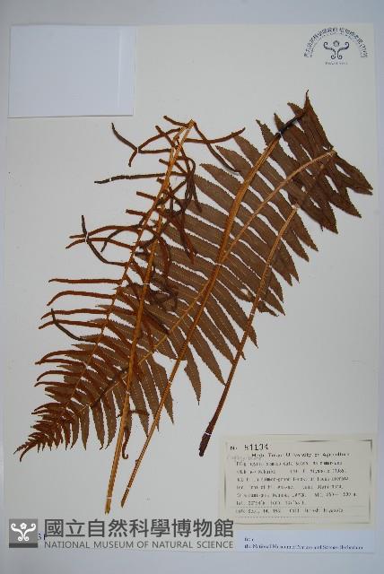 登錄號:P012731藏品圖，第1張