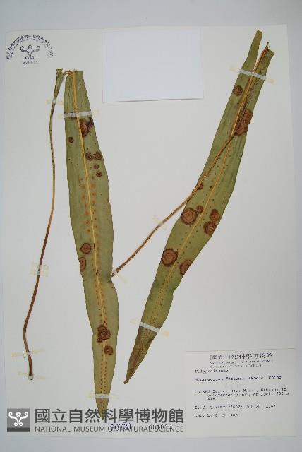 大星蕨藏品圖，第1張