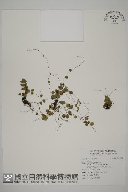 登錄號:P011731藏品圖，第1張